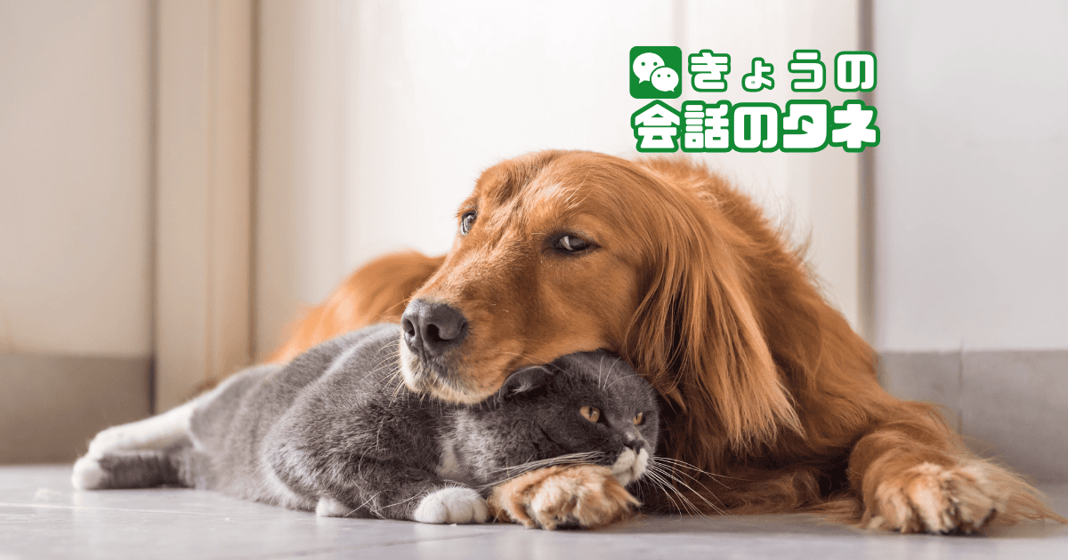 【きょうの会話のタネ|2月18日】 テーマ:今の気分で選ぶなら「犬派・猫派」?