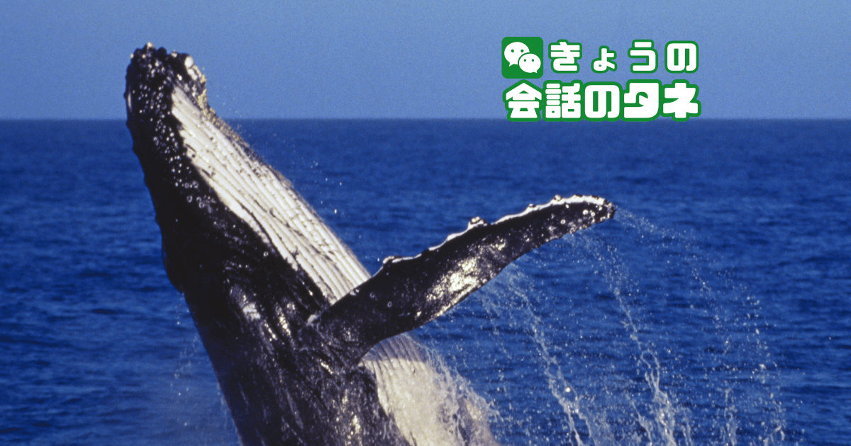 【きょうの会話のタネ|2026/9/4】 テーマ:くじらの日