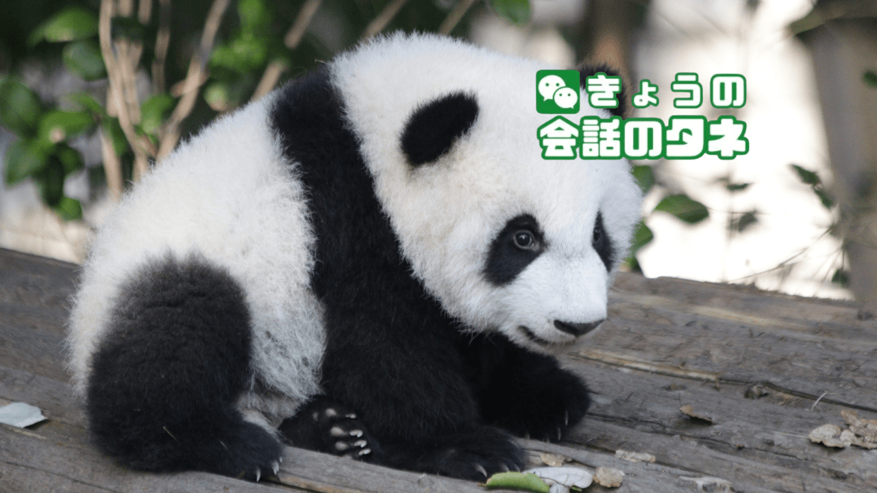 【きょうの会話のタネ|2026/10/28】 テーマ:パンダの日|動物園の思い出